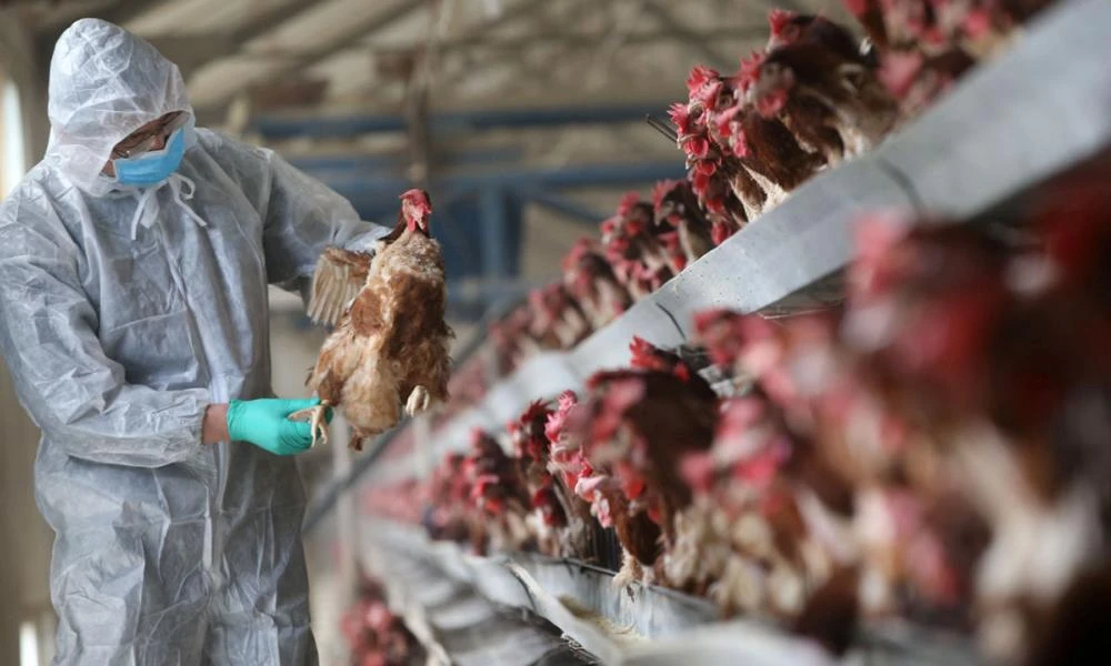Παγκόσμιος συναγερμός από την γρίπη των πτηνών στη Νέα Υόρκη: Φόβοι για μετάδοση στον άνθρωπο και ξέσπασμα πανδημίας
